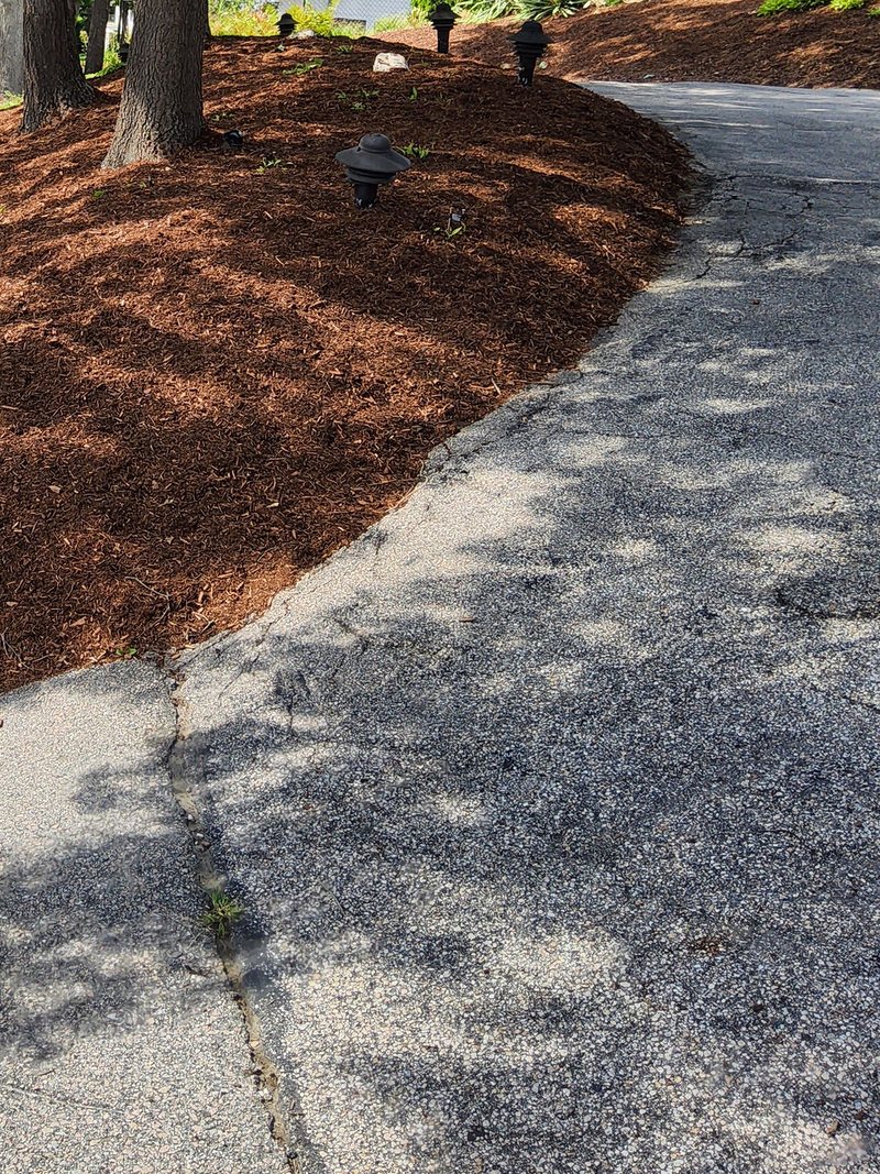 The same hillside after mulching: a thick, even layer of fresh dark brown mulch around the tree trunks, black mushroom path lights, and a clean curved edge along the driveway