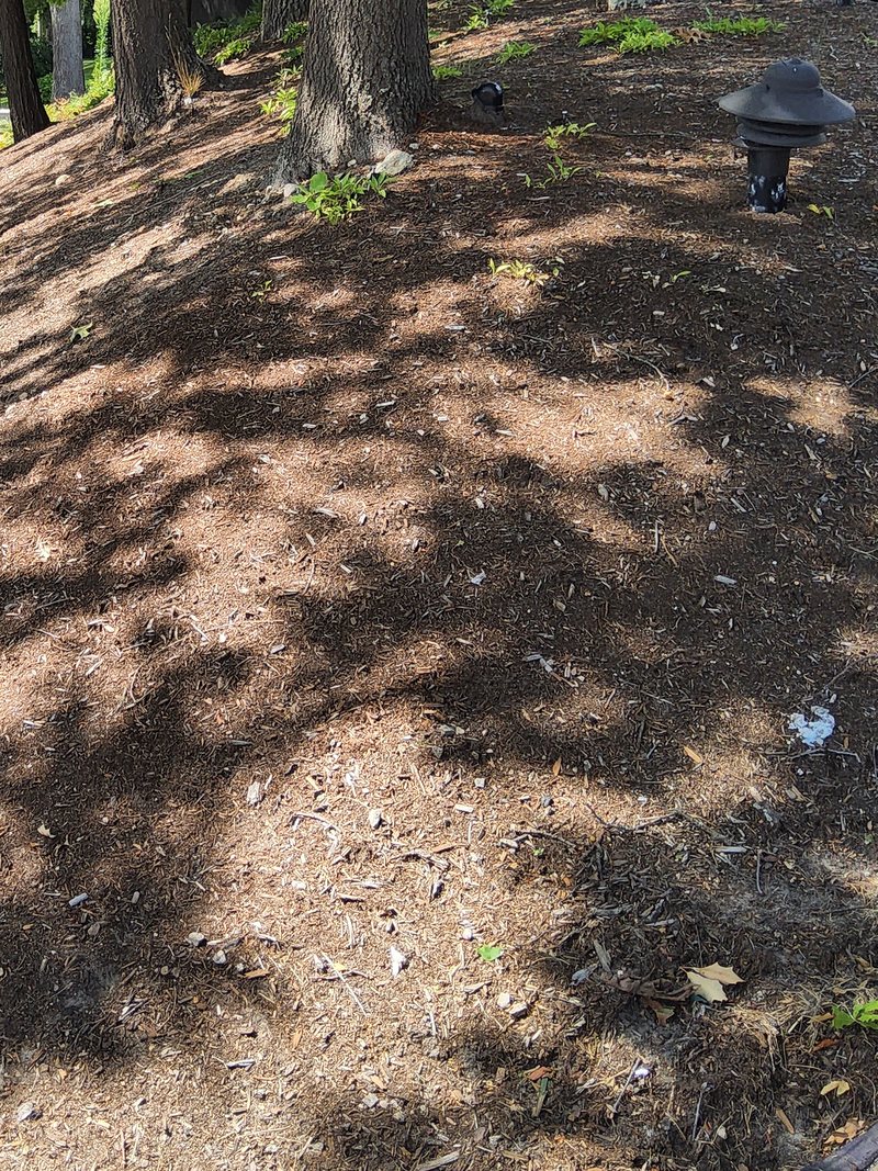 Hillside under mature trees with thin, weathered, faded mulch, bare patches and leaf litter showing through, and a black path light on the slope