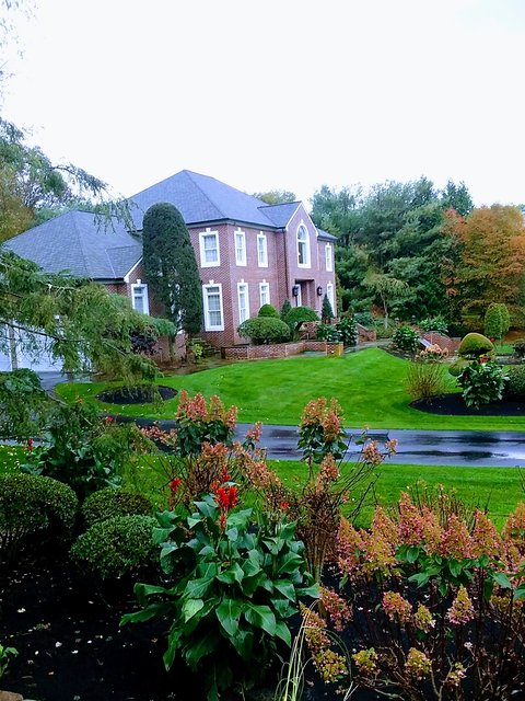 Dark-mulched garden bed with red canna lilies, hydrangeas and round boxwoods in front of a curving driveway, a neat lawn and a red brick house